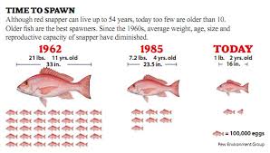 Overfishing 101 The Importance Of Rebuilding Our Fish
