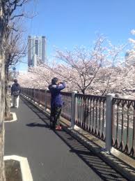外堀通りの桜が満開！ | 日本最大級の編集プロダクション | アーク・コミュニケーションズ