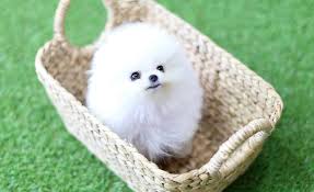 Getting a dog is easy; Teacup Pomeranian What S Good And Bad About Em