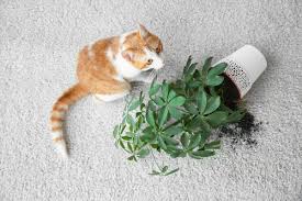 Cats are lovable creatures, that's for sure, but that doesn't deny the fact that living with a feline friend can make it hard to keep your house clean and tidy. How To Keep A Cat Friendly Home Clean House Cleaners Oakland