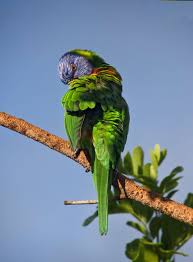 30 free photos of parrots pictures
