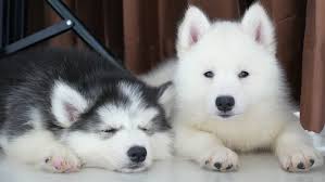 Forever husky, crystal lake, illinois. Two Siberian Husky Puppies Resting Stock Footage Video 100 Royalty Free 17254963 Shutterstock