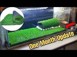 artificial gr in fish tank 1 month