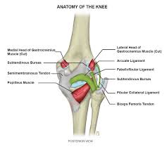 Knee tendons written by sonya margaret sulivan. Arcuate Ligament Proscan Education