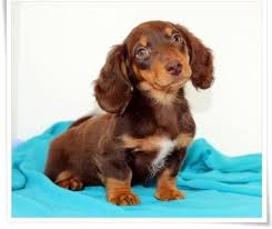 dachshund dog shipping rates services