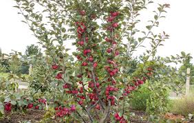 how to prune apple trees thompson