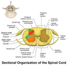 spinal cord anatomy physiopedia
