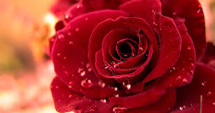 Mind Blowing Hd Red Rose Wallpaper