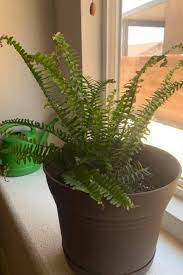 5 Causes Of Fern Drying Out Here S How
