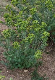 Euphorbia pithyusa subsp. cupanii (Guss. ex Bertol.) Radcl.-Sm.