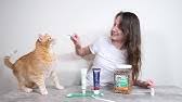 Brushing a cat's teeth is apparently something that cat owners can (and probably should?) do, but the idea of sticking a toothbrush into a cat's mouth isn't exactly pleasant. How To Brush Your Cat S Teeth Youtube