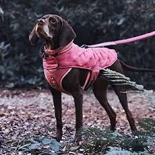 3 peaks water resistant padded dog coat