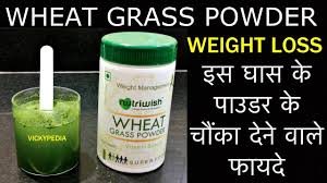 wheat gr powder for weight loss