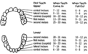 Right Baby Teeth Growth Chart Average Tooth Size Chart Baby