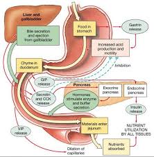 Great Digestive System Outline Physiology Anatomy
