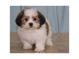 The teddy bear shichon is a designer crossbreed that mixes the bichon frise and shih tzu breeds. Teddy Bear Dog Female Brown White 2036017 Petland Carriage Place