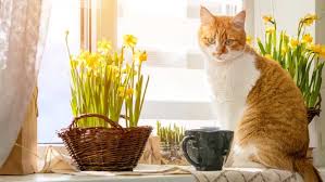 Are Daffodils Poisonous To Cats Find