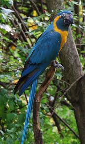 Blue Throated Macaw Wikipedia