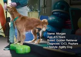 Dedicated to the health and happiness of your pet!. Veterinarian Orthotics Help Dogs That Cannot Have Surgery Learn Dog Bracing