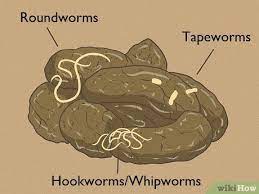 how to identify diffe dog worms