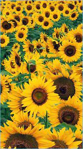 Sunflower Wallpaper Iphone 6 ...