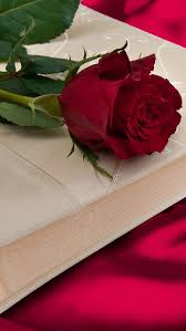 red rose flower red rose book