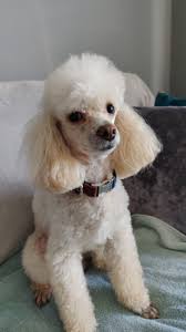 toy poodle apricot stud ukpets