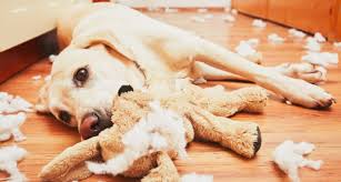 why do dogs destroy toys 5 reasons why