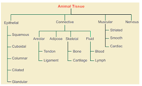 Animal Tissue Class 9 Slubne Suknie Info