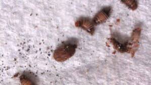 do carpet beetles bite humans how to