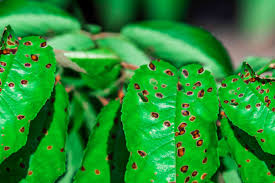 how to get rid of brown spots on leaves