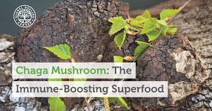 Chaga Mushroom The Immune Boosting Superfood