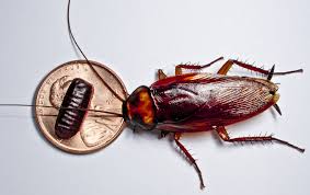 top 7 signs of a roach infestation