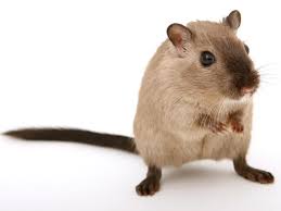 Stop Rodents From Wrecking Your Home
