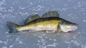 best ice fishing lures for walleye
