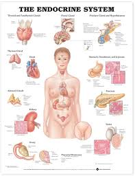 Endocrine System Anatomical Chart 9720