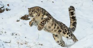 snow leopard facts panthera