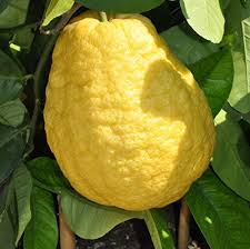 The fruit of a citron tree. M Tech Gardens Rare Etrog Citron Ganapathy Lemon Fruit Live Seedling Plant Amazon In Garden Outdoors