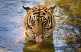 thirsty tiger