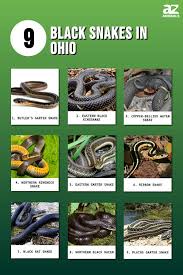 9 black snakes in ohio not one is