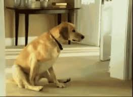dog scooting on carpet gif gifdb com
