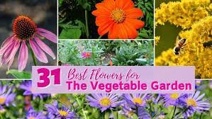 31 Best Flowers To Grow To Attract