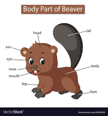 Diagram Showing Body Part Beaver