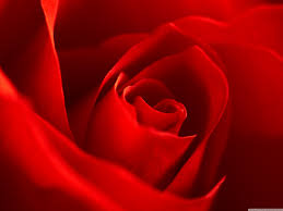 very beautiful red rose flower ultra hd