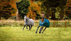 difference between bucas and horseware rugs