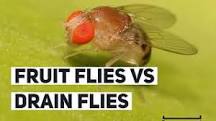 whats-the-difference-between-fruit-flies-and-drain-flies