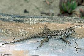 commonly encountered california lizards