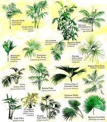 Palm Trees Garden