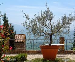 Container Trees To Grow In Pots