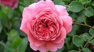27 stunning pink rose varieties for